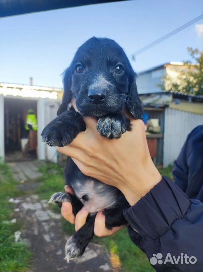 Русский охотничий спаниель щенки