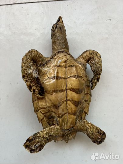 Черепаха