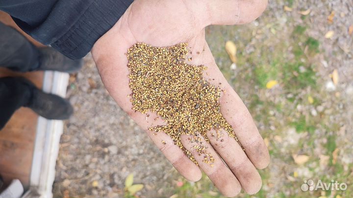 Семена люцерны