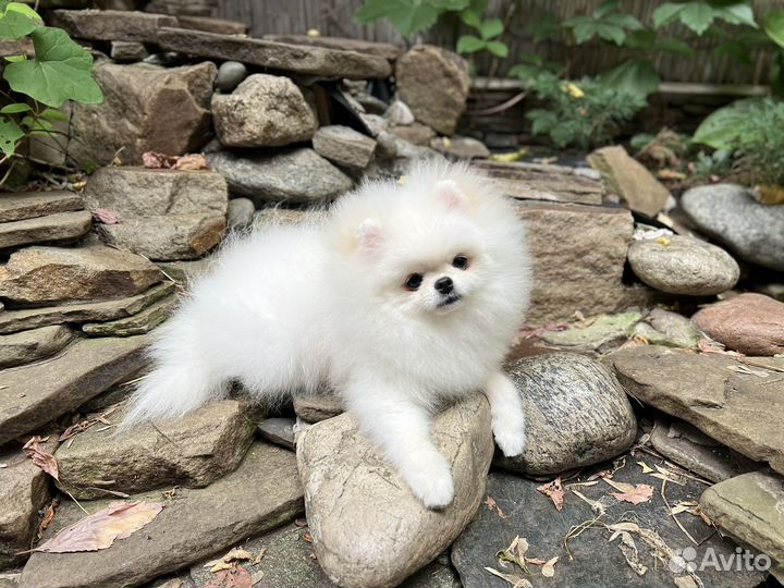 Белый Померанский шпиц тип мишка