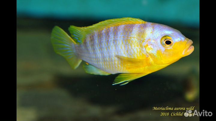 Аквариумные рыбки цихлиды молодь