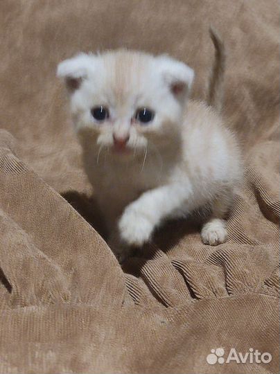 Котята