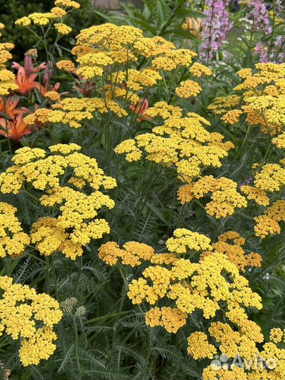 Тысячелистник сорт Терракота