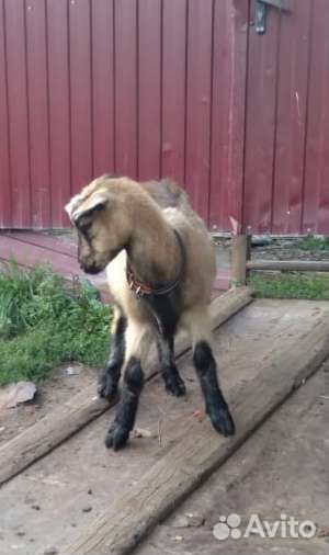 Козочки, козлики