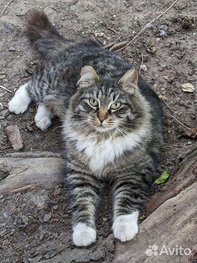 Кот необыкновенной красоты ищет себе хозяина