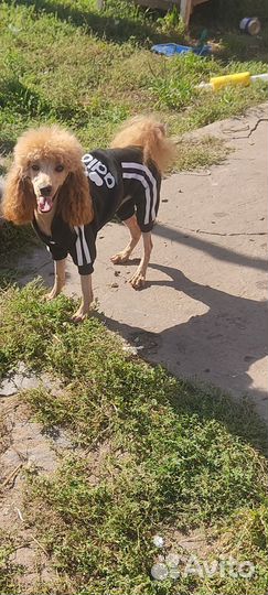 Карликовый пудель