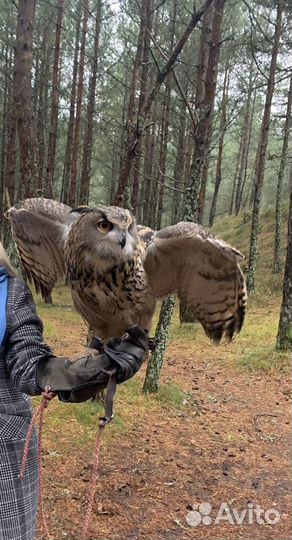 Индивидуальная экскурсия с гидом на Куршскую косу