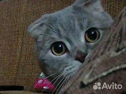 Ищу жену Шотландский вислоухий кот для вязки