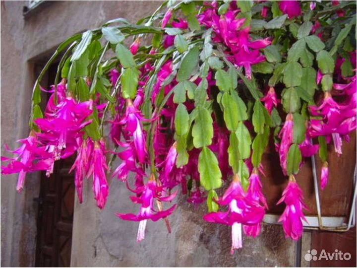 Декабрист розовый