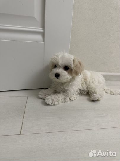 Щенки мальтипу микро