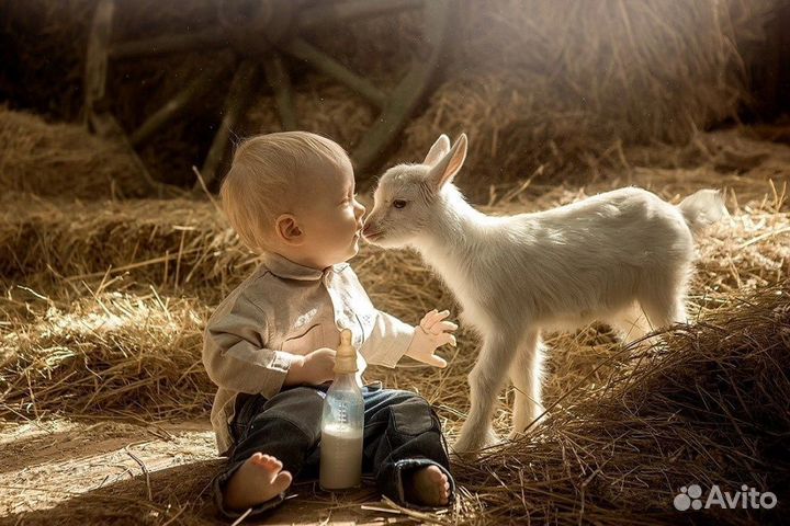 Лечебное Козье Молоко