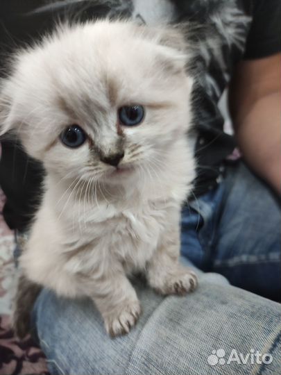 Продам котёнка породы хайленд фолд