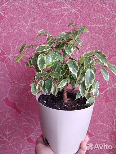 Фикус Бенджамина лавли, твилайт