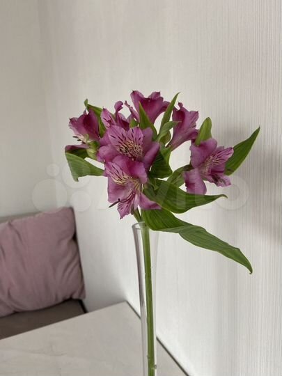 Дом 70 м² на участке 5 сот.