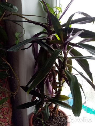 Комнатные цветы, в горшках