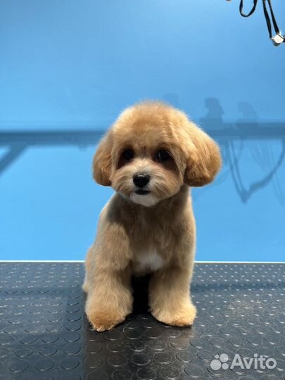 Стрижка собак и кошек