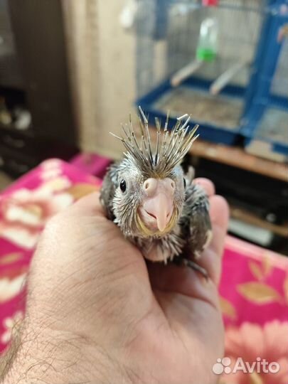 Птенцы кореллы новорожденные