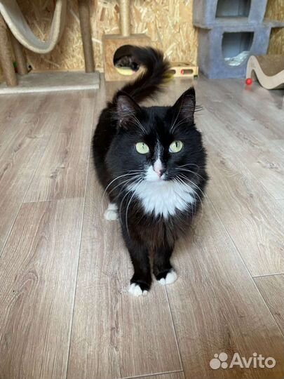 Кошка в добрые руки