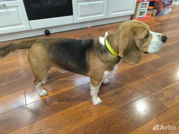 Продаю Бигля 2,5 года