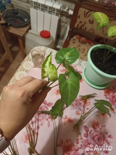 Сингониум черенки укорененные