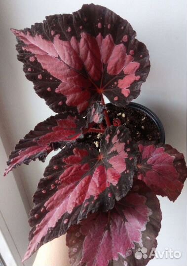 Бегония декоративно лиственная