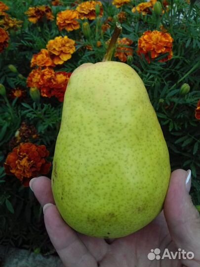 Плодовые деревья