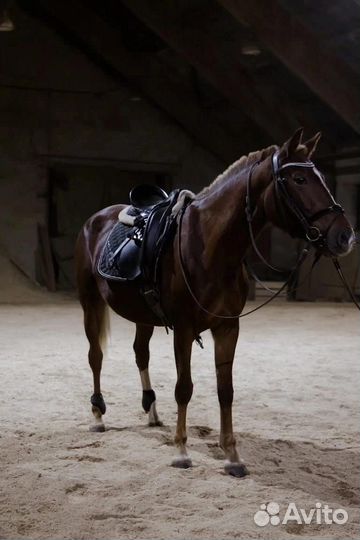 Орловский рысак