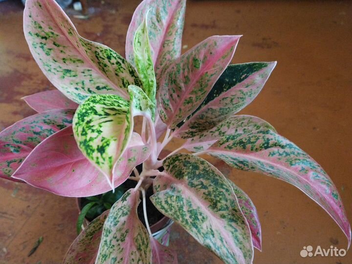 Продам аглоонему