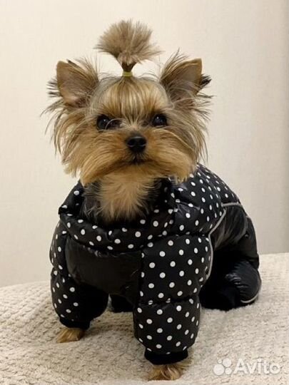 Комбинезон зимний для маленькой собаки одежда