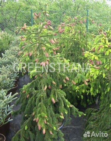 Ель обыкновенная Acrocona/С3 25-30 см
