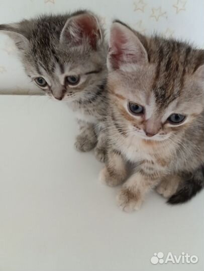 Шотландские котята