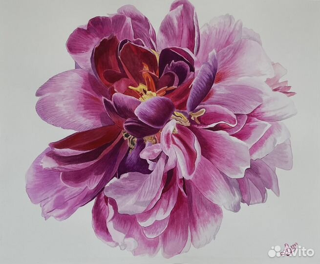 Пион акварелью