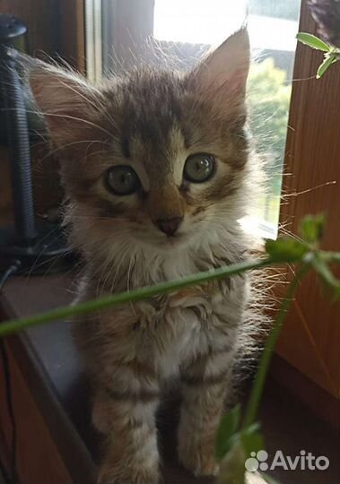 Кошки в добрые руки бесплатно