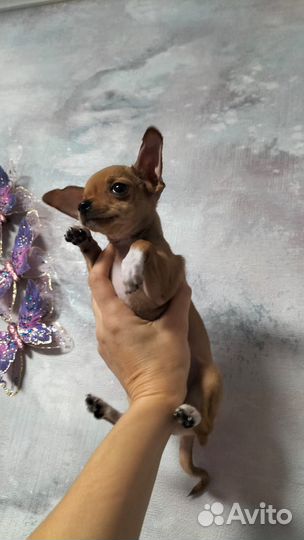 Чихуахуа мини
