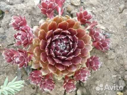 Каменная роза - молодило