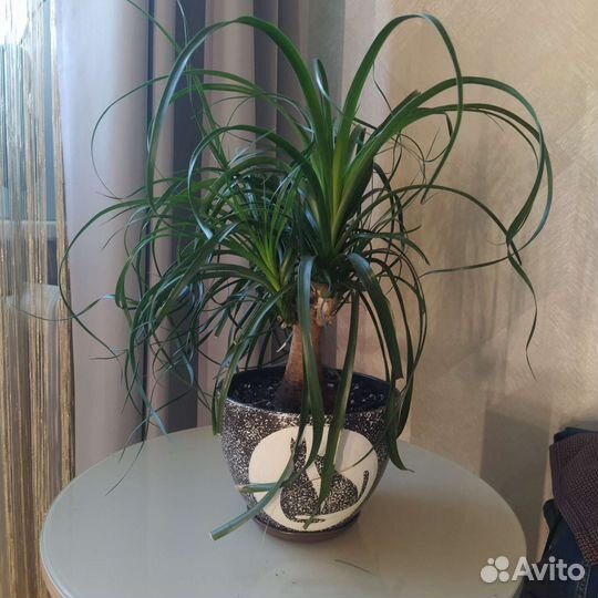 Нолина, Бугенвиллия маскарад