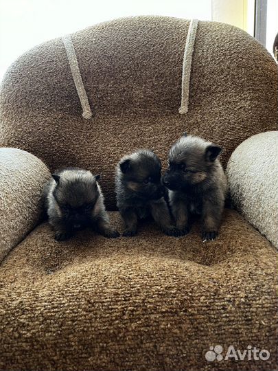 Немецкая овчарка