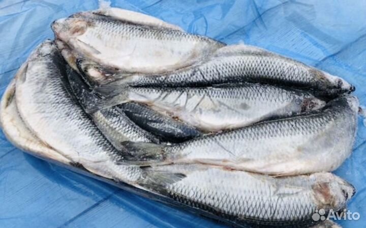 Рыба мясо опт