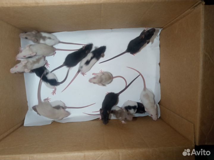 Крысята, крысята дамбо