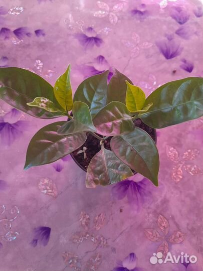 Табернемонтана