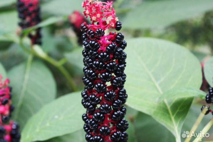 Лаконос (фитолакка) лечебный,многолетний