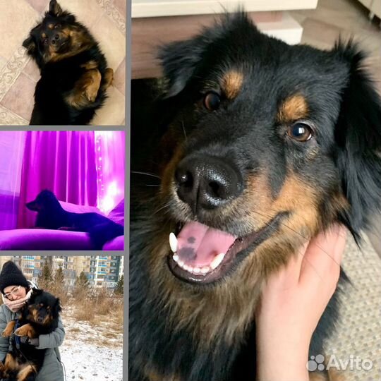 Передержка собак зооняня