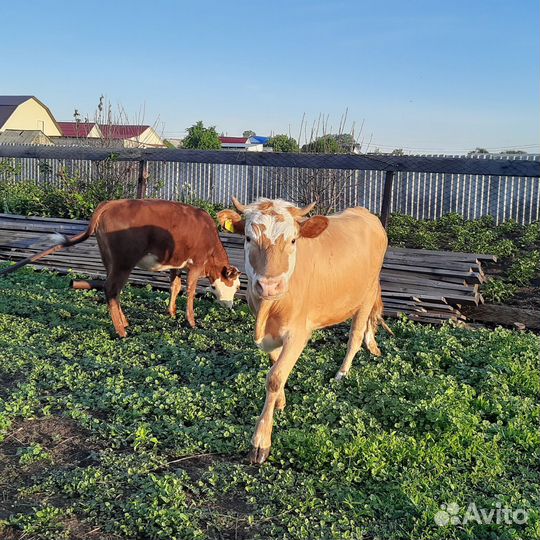 Коровы дойные, телочки, телята