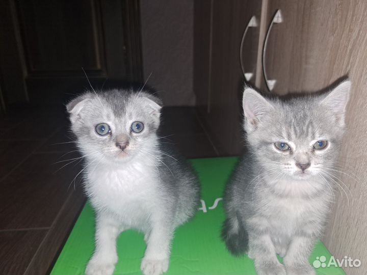 Британские котята