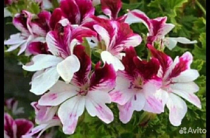 Пеларгонии