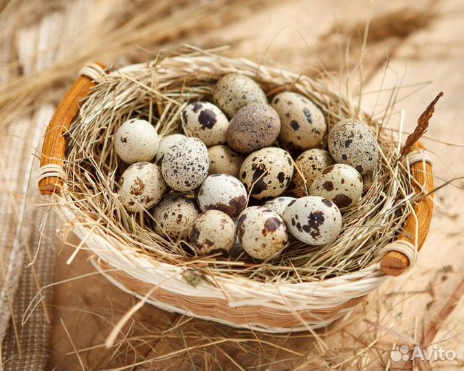 Яйца перепелиные