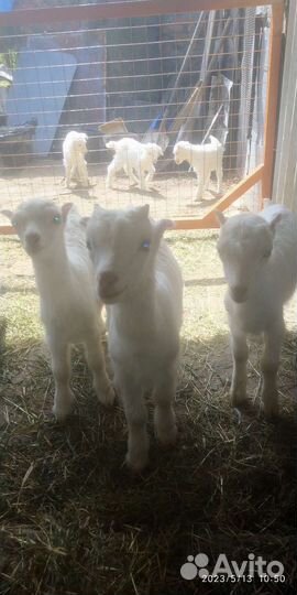 Козочки ламанча