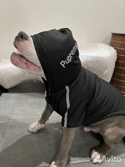 Одежда для собак