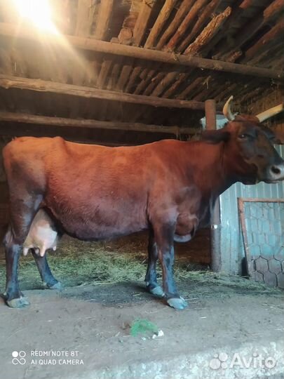 Продаётся дойная корова