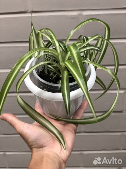 Хлорофитум Бонни (кудрявый)